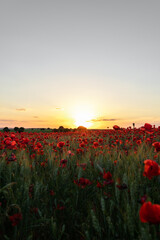 Blooming poppies in countryside field under sunset
