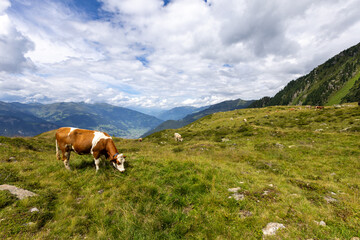 Bergwelt der Zillertaler Alpen 