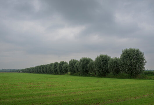 Willow trees on agricultural field