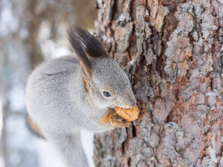 The squirrel with nut sits on tree in the winter or late autumn