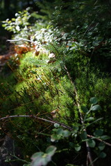 Obraz premium Sunlit Forest Undergrowth