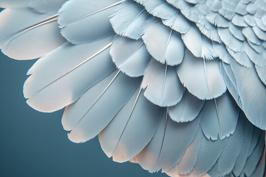"Pigeon Feathers" Images – Browse 94 Stock Photos, Vectors, and Video ...