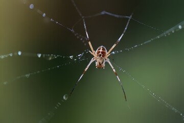 spider on the web