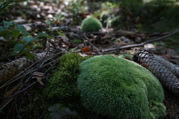 Mossy Mounds in Forest