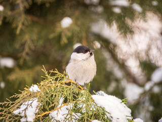 Cute bird the willow tit, song bird sitting on the fir branch with snow in winter