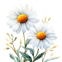 Fototapeta premium Watercolor illustration of two white daisies with yellow centers and green leaves isolated on transparency PNG background, ideal for greeting cards, art prints, and home decor,
