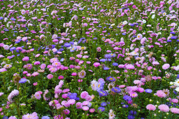 Fototapeta premium Plenitude of pink, violet and white flowers of China asters in September
