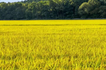 beautiful symmetrical patterns and a golden glow in a field of post-harvest sprayed wheat stubble, Wiltshire UK. Beautiful simple AI generated image in 4K, unique.
