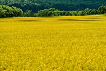 Fototapeta premium A bird's-eye view of the Palouse, with rolling green hills and golden wheat fields stretching to the horizon. Beautiful simple AI generated image in 4K, unique.