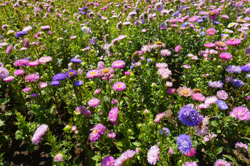 Profusion of pink, violet and white flowers of China asters in August