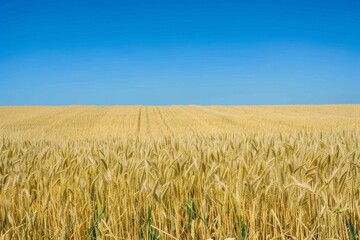 beautiful symmetrical patterns and a golden glow in a field of post-harvest sprayed wheat stubble, Wiltshire UK. Beautiful simple AI generated image in 4K, unique.