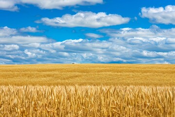 empty country road  with field and rural landscape background on a sunny day -. Beautiful simple AI generated image in 4K, unique.