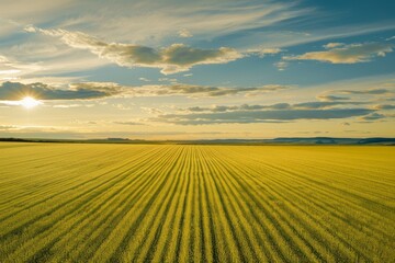 A bird's-eye view of the Palouse, with rolling green hills and golden wheat fields stretching to the horizon. Beautiful simple AI generated image in 4K, unique.