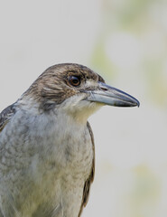 A close-up portrait of an immature Grey Butcherbird (Cracticus torquatus) in Noosa Heads, Sunshine Coast, Queensland, Australia.