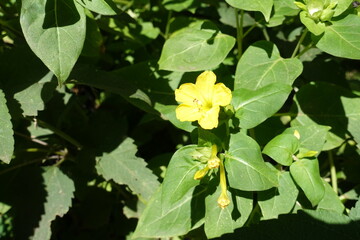 Buds and one yellow flower of Mirabilis jalapa in September