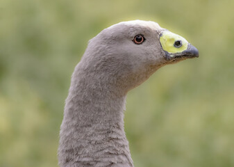 A close up portrait of a Cape Barren Goose (Cereopsis novaehollandiae) in Serendip Sanctuary, Lara, Vic, Australia.