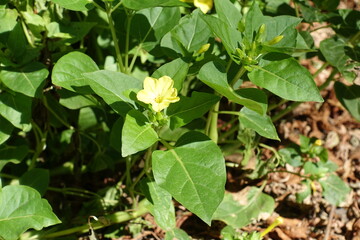 Light yellow flower in the leafage of Mirabilis jalapa in September