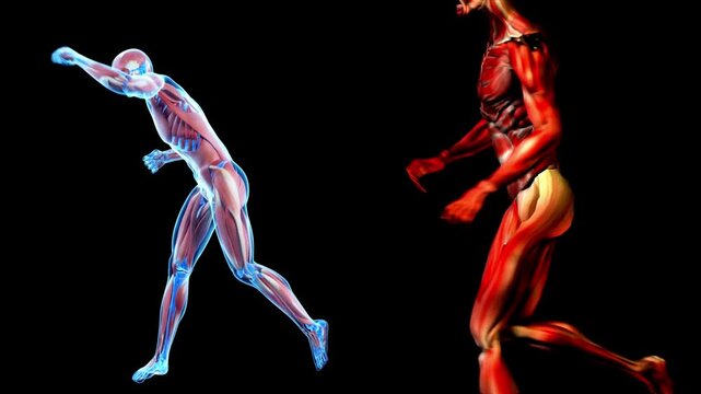 Muscles run, Human body muscle map of running adult male, muscles of a boxer