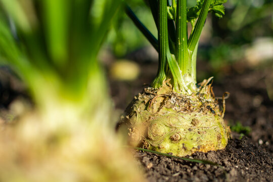 Beautiful ripe bulb of celeriac growing in bed, summer and autumn harvest