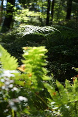 Sunlit Ferns in Forest