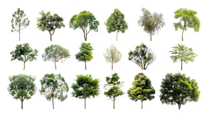 Collection of  Trees Isolated on white background