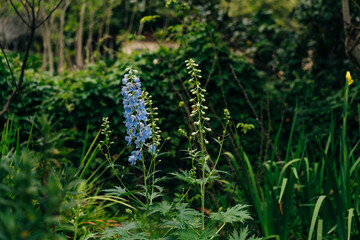 Blue delphinium flower as nice natural background
