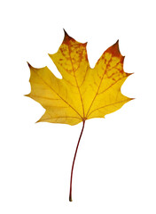 Autumn yellow maple leaf isolated on white background