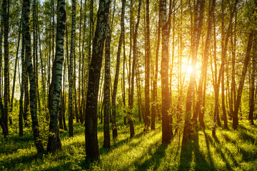 Grove of birches with young green leaves at sunset or sunrise in spring or summer.