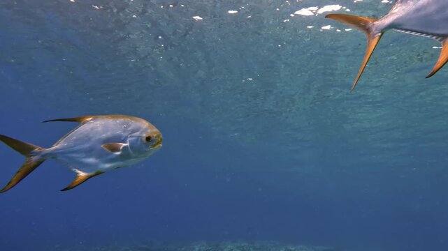Pompano fishes swimming slowly above a coral reef in clear tropical ocean water