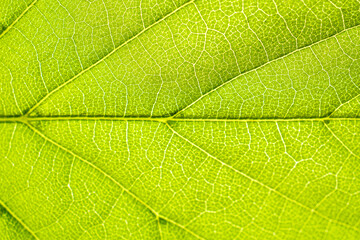 Macro shot of a leaf. Foliage nature background.