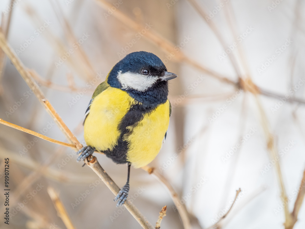 Sticker Cute bird Great tit, songbird sitting on a branch without leaves in the autumn or winter.