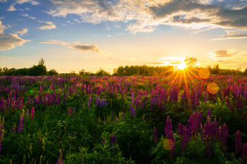 Sunrise or sunset on a field with purple lupines on a cloudy sky background in summer.