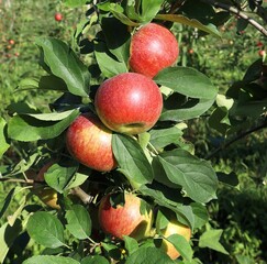 Bunch of apples, Topaz variety, ripening on tree in summertime