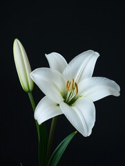 Fototapeta premium A close-up of a white lily flower with a budding bloom, showcasing its delicate petals and vibrant stamen against a dark background.