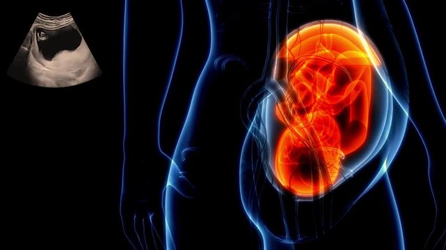 Human Baby Fetus animation , Unborn in the womb, Fetus (Baby) in Womb Anatomy