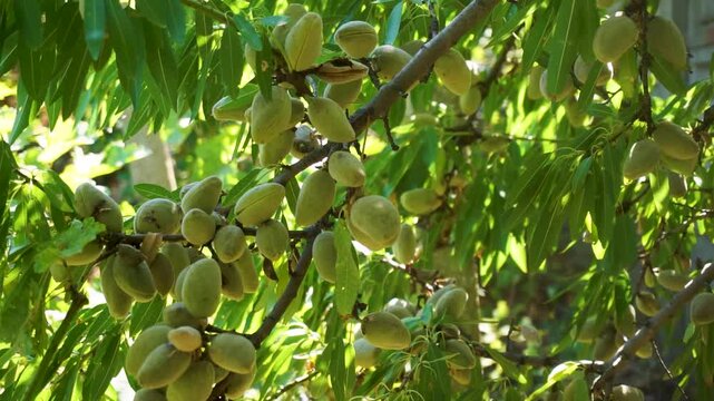 almond nuts