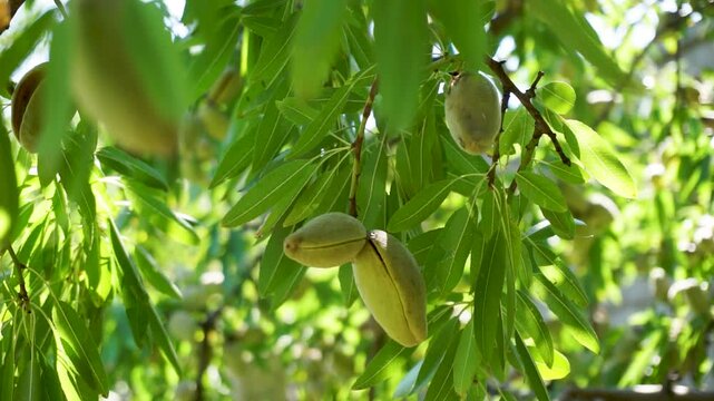 almond nuts