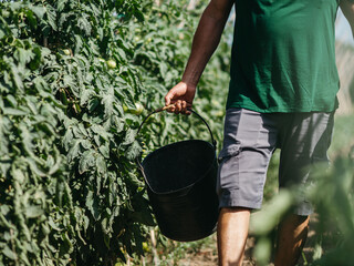 person watering the plants