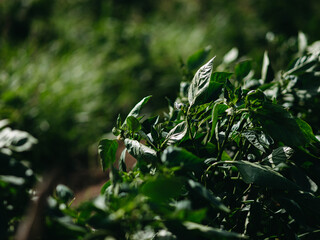 butterfly on a leaf grass