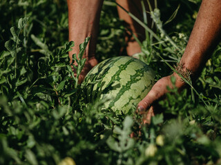 hand holding a watermelon