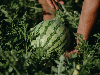 watermelon on the ground