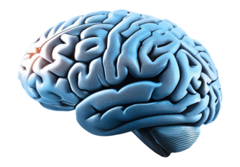 Human Brain Model On A Circuit Board