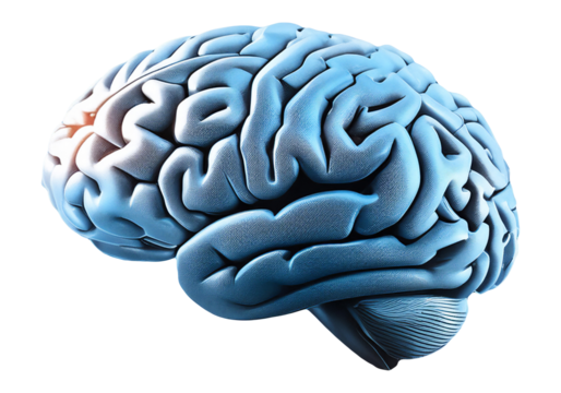 Human Brain Model On A Circuit Board