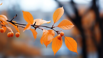 autumn leaves in the sun
