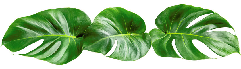 Fototapeta premium Three large green leaves are shown in a row