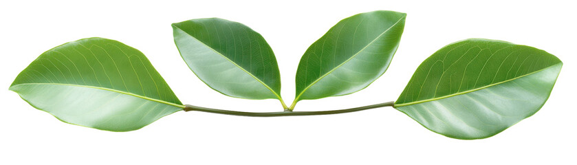 Obraz premium A leafy green branch with three leaves on it