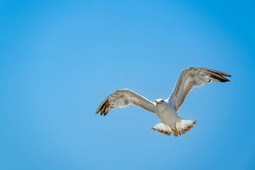 Seagull flying alone in blue sky looking at camera
