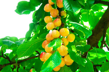 red yellow ripe cherries on a branch in the garden. Rainier cherries on a green branch

