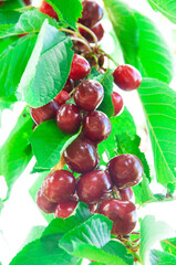 red sweet cherries on a green branch. the concept of growing cherries

