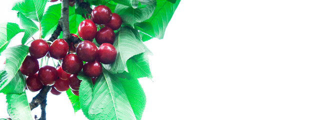 red sweet cherries on a green branch. the concept of growing cherries